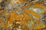 Colorful, Hubbard Basin Petrified Wood Slab - Nevada #166061-1